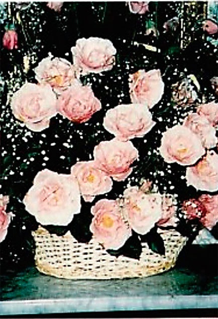 Иллюстрация к книге — Меркьюри и я. Богемская рапсодия, любовь и котики [i_023.jpg]