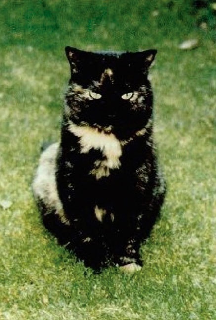 Иллюстрация к книге — Меркьюри и я. Богемская рапсодия, любовь и котики [i_025.jpg]