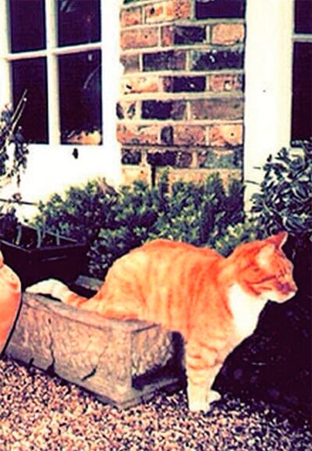 Иллюстрация к книге — Меркьюри и я. Богемская рапсодия, любовь и котики [i_026.jpg]