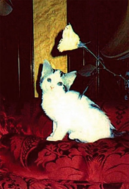 Иллюстрация к книге — Меркьюри и я. Богемская рапсодия, любовь и котики [i_029.jpg]