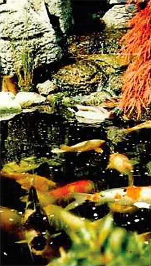 Иллюстрация к книге — Меркьюри и я. Богемская рапсодия, любовь и котики [i_033.jpg]