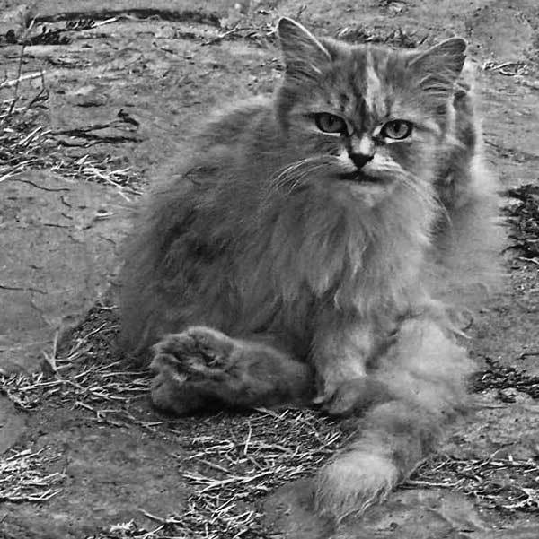 Иллюстрация к книге — Все сказки старого Вильнюса. Продолжение [i_013.jpg]