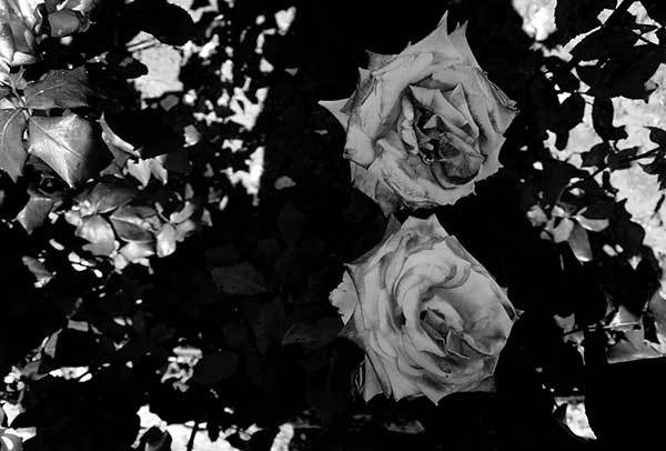 Иллюстрация к книге — Все сказки старого Вильнюса. Продолжение [i_031.jpg]