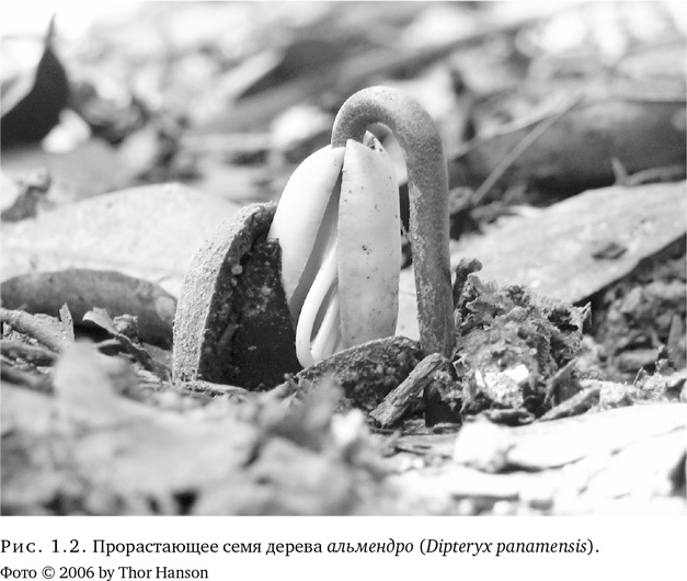 Иллюстрация к книге — Триумф семян [i_004.jpg]