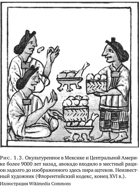 Иллюстрация к книге — Триумф семян [i_005.jpg]