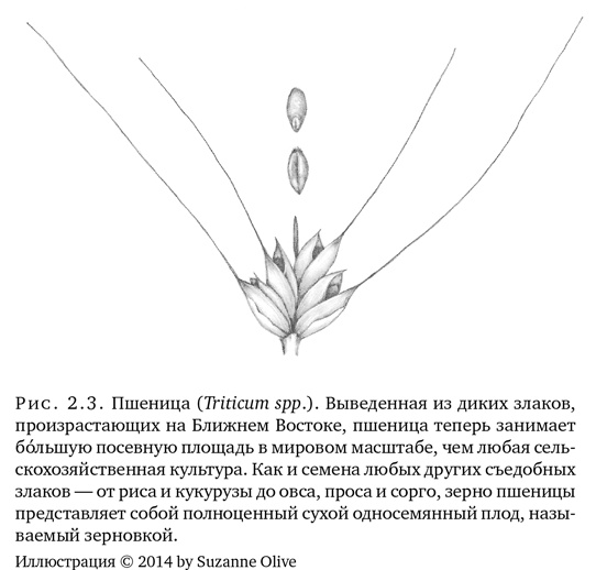 Иллюстрация к книге — Триумф семян [i_009.jpg]