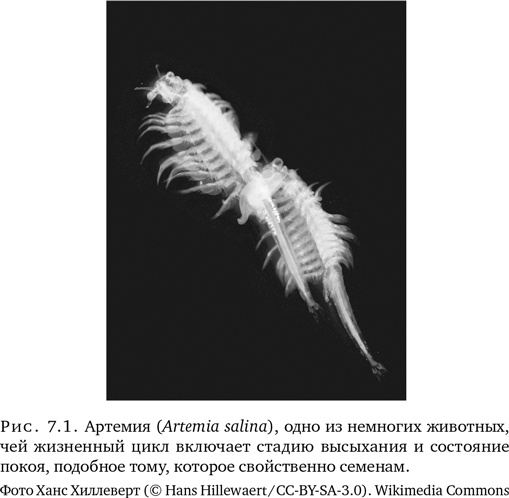 Иллюстрация к книге — Триумф семян [i_018.jpg]