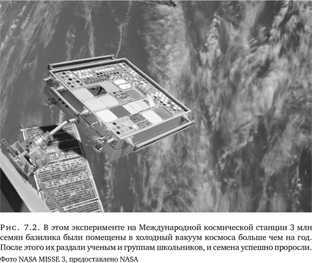 Иллюстрация к книге — Триумф семян [i_019.jpg]