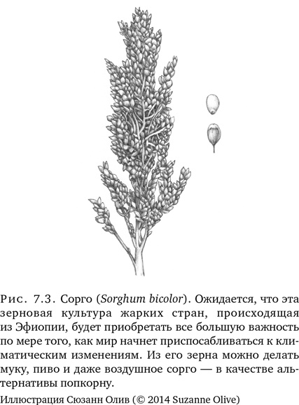 Иллюстрация к книге — Триумф семян [i_020.jpg]