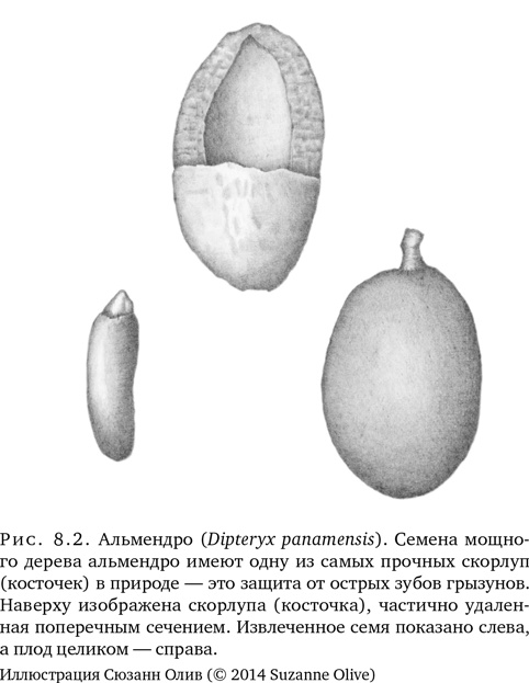 Иллюстрация к книге — Триумф семян [i_022.jpg]