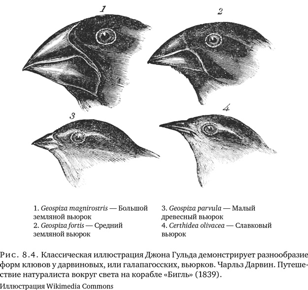 Иллюстрация к книге — Триумф семян [i_024.jpg]