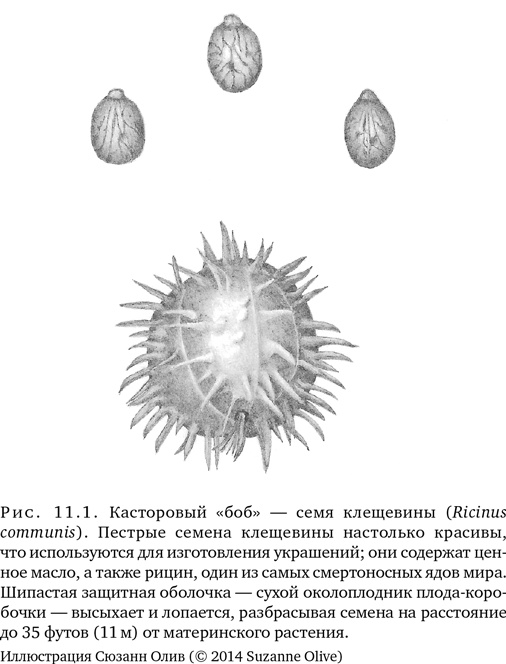 Иллюстрация к книге — Триумф семян [i_029.jpg]
