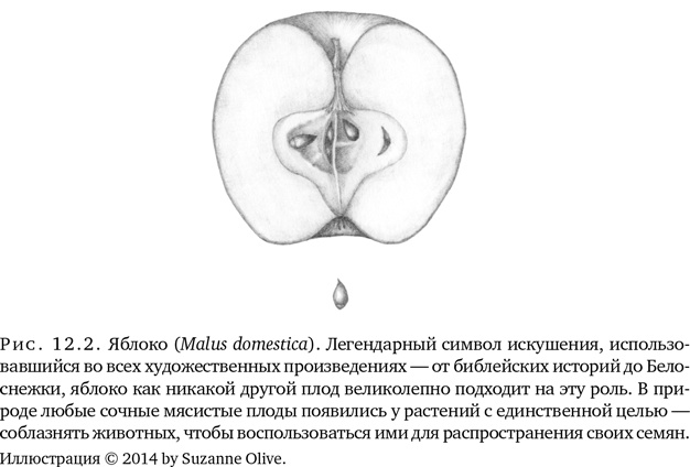 Иллюстрация к книге — Триумф семян [i_031.jpg]