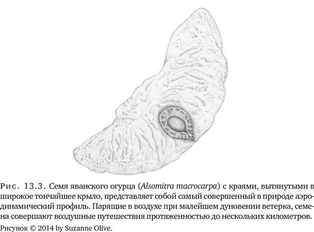 Иллюстрация к книге — Триумф семян [i_034.jpg]