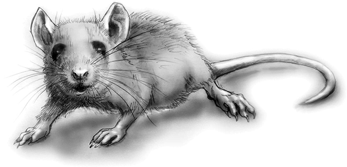 Иллюстрация к книге — Пять невест ректора  [i_003.jpg]