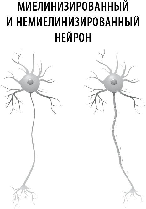 Иллюстрация к книге — Полюби свой мозг [i_014.jpg]