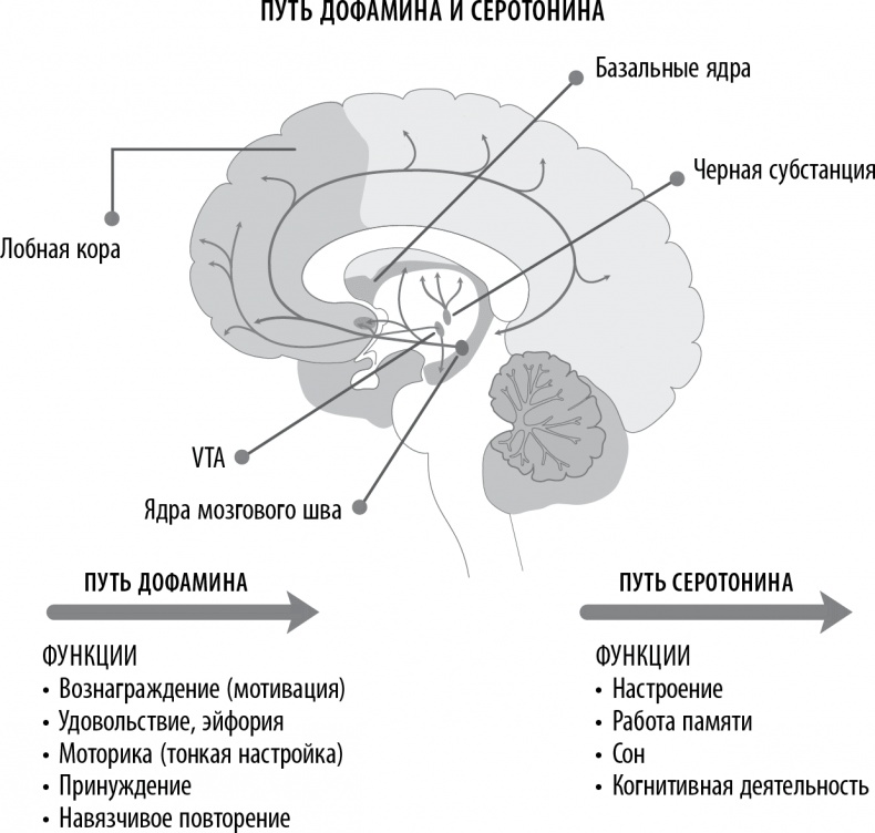 Иллюстрация к книге — Полюби свой мозг [i_034.jpg]