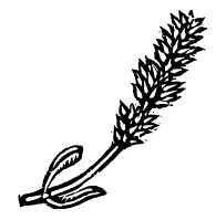 Иллюстрация к книге — Лира Белаква [i_029.jpg]