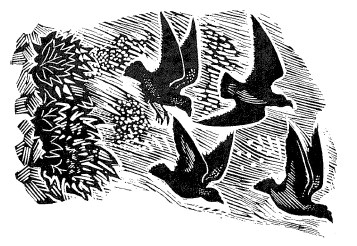 Иллюстрация к книге — Лира Белаква [i_041.jpg]