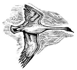 Иллюстрация к книге — Лира Белаква [i_044.jpg]