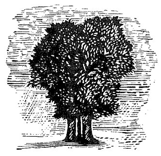 Иллюстрация к книге — Лира Белаква [i_046.jpg]