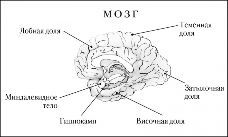 Иллюстрация к книге — Мозговой штурм. Детективные истории из мира неврологии [i_001.jpg]