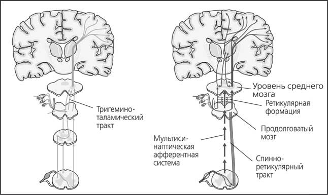 Иллюстрация к книге — Мозг. Как он устроен и что с ним делать [i_011.jpg]