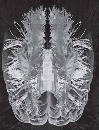 Иллюстрация к книге — Мозг. Как он устроен и что с ним делать [i_016.jpg]