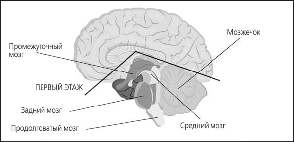Иллюстрация к книге — Мозг. Как он устроен и что с ним делать [i_021.jpg]