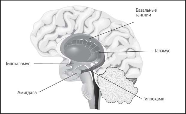 Иллюстрация к книге — Мозг. Как он устроен и что с ним делать [i_023.jpg]