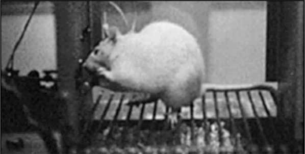 Иллюстрация к книге — Мозг. Как он устроен и что с ним делать [i_025.jpg]