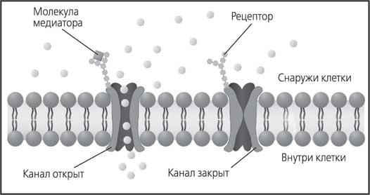 Иллюстрация к книге — Мозг. Как он устроен и что с ним делать [i_029.jpg]