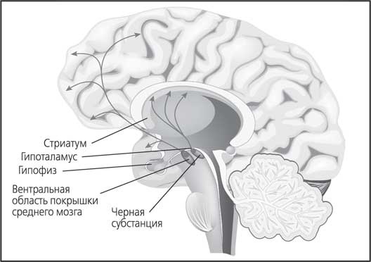 Иллюстрация к книге — Мозг. Как он устроен и что с ним делать [i_032.jpg]