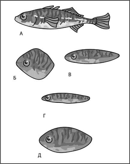 Иллюстрация к книге — Мозг. Как он устроен и что с ним делать [i_034.jpg]