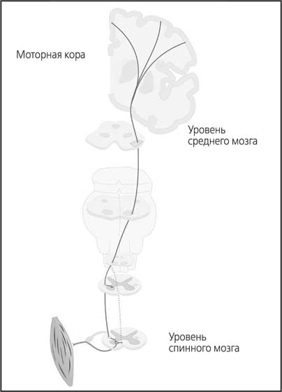 Иллюстрация к книге — Мозг. Как он устроен и что с ним делать [i_036.jpg]
