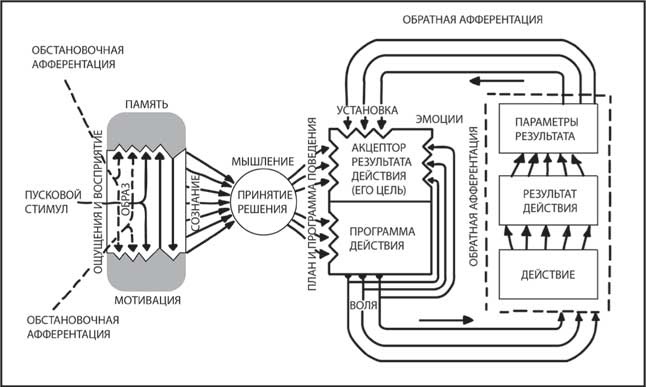Иллюстрация к книге — Мозг. Как он устроен и что с ним делать [i_037.jpg]