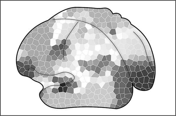 Иллюстрация к книге — Мозг. Как он устроен и что с ним делать [i_039.jpg]