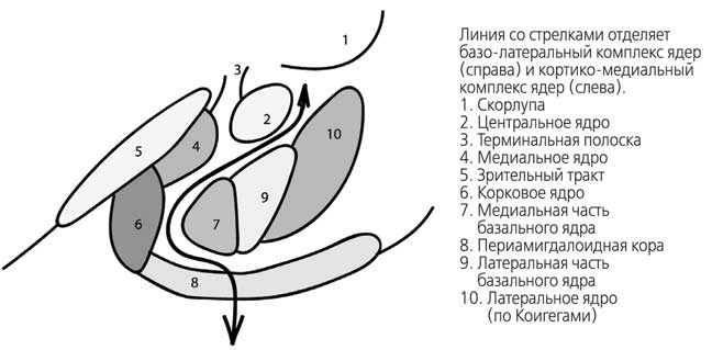 Иллюстрация к книге — Мозг. Как он устроен и что с ним делать [i_041.jpg]