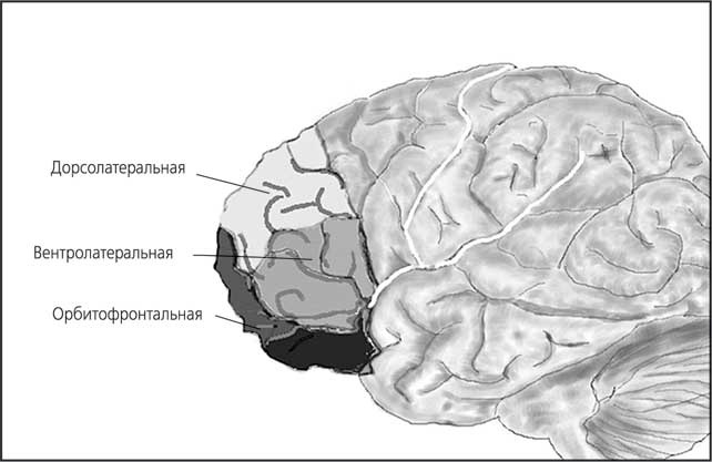 Иллюстрация к книге — Мозг. Как он устроен и что с ним делать [i_044.jpg]