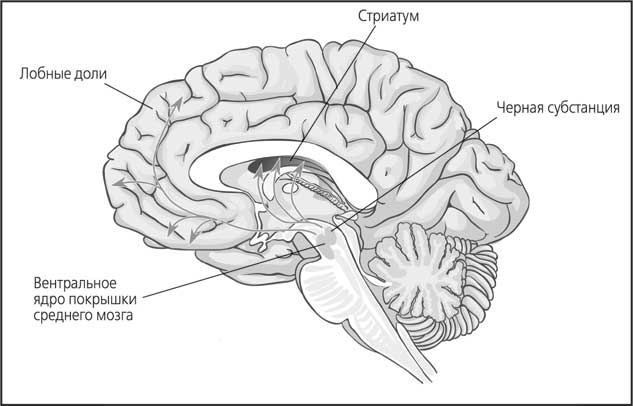 Иллюстрация к книге — Мозг. Как он устроен и что с ним делать [i_046.jpg]