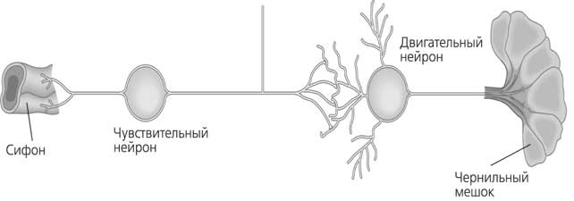 Иллюстрация к книге — Мозг. Как он устроен и что с ним делать [i_049.jpg]