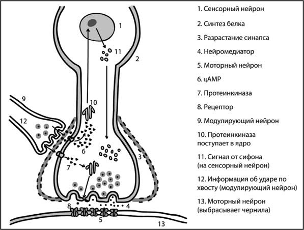Иллюстрация к книге — Мозг. Как он устроен и что с ним делать [i_050.jpg]
