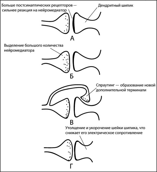 Иллюстрация к книге — Мозг. Как он устроен и что с ним делать [i_051.jpg]