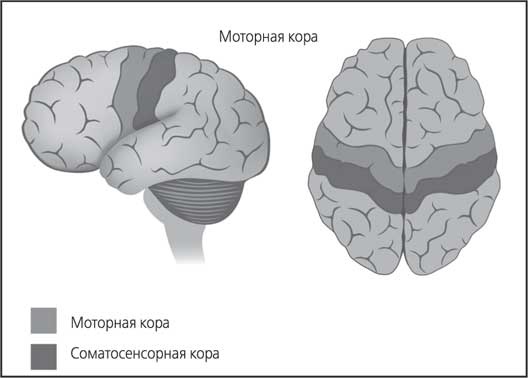 Иллюстрация к книге — Мозг. Как он устроен и что с ним делать [i_053.jpg]