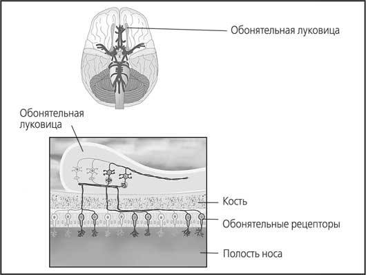 Иллюстрация к книге — Мозг. Как он устроен и что с ним делать [i_058.jpg]
