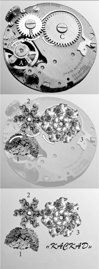 Иллюстрация к книге — Биология веры. Как сила убеждений может изменить ваше тело и разум [i_009.jpg]