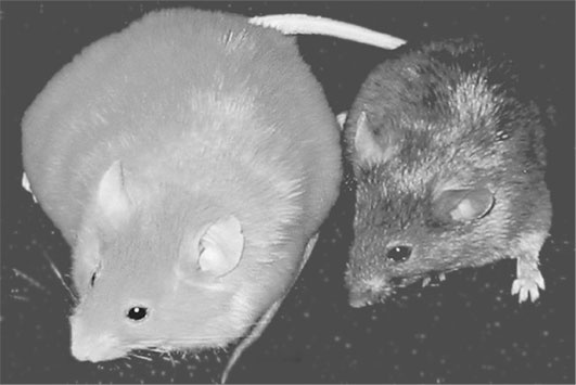 Иллюстрация к книге — Биология веры. Как сила убеждений может изменить ваше тело и разум [i_013.jpg]