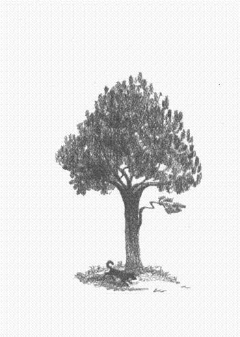 Иллюстрация к книге — Пендервики [berds0017.jpg]