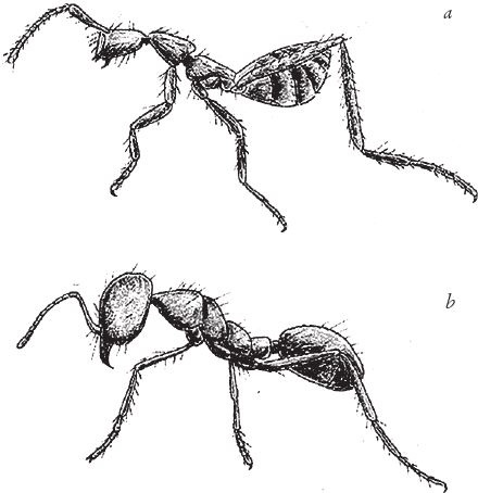 Иллюстрация к книге — Восхождение на гору Невероятности [i_003.jpg]