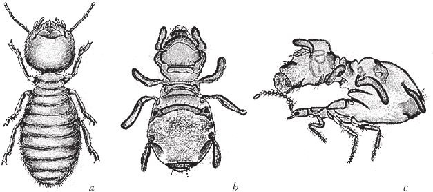 Иллюстрация к книге — Восхождение на гору Невероятности [i_004.jpg]